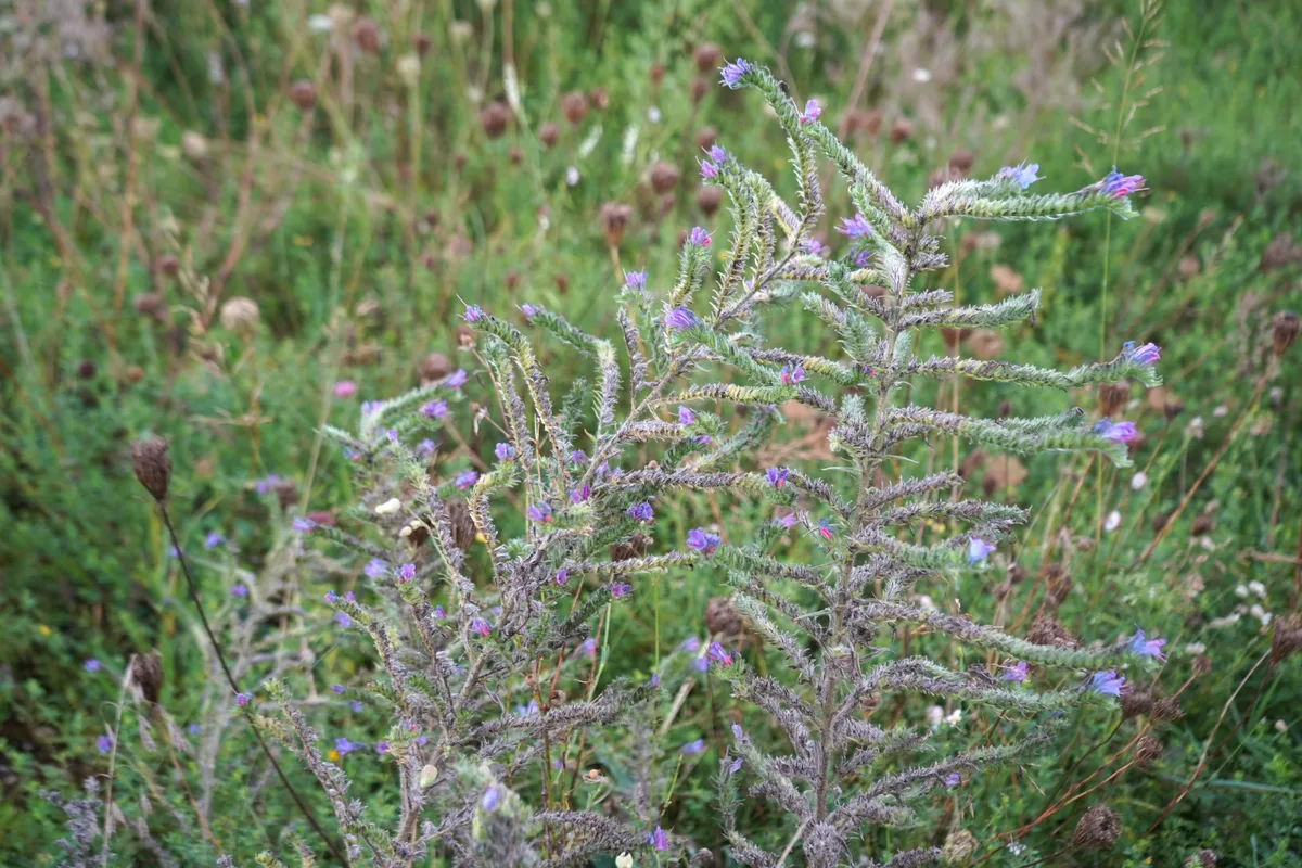 Naturschutzgebiet Wildert in Illnau-Effretikon.